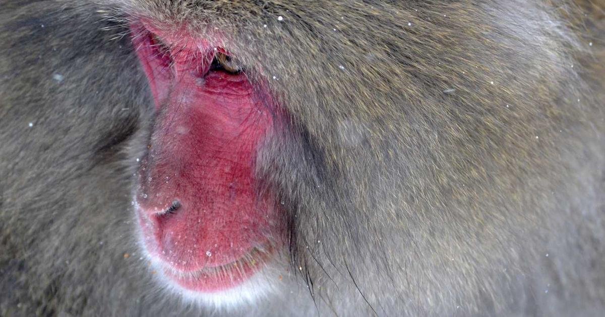 XRP: هل يعيد التاريخ نفسه؟ توقعات بانفجار سعري وشيك