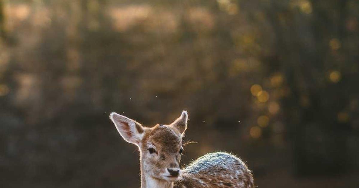 عملة XRP: هل تستعد لانفجار سعري تاريخي؟