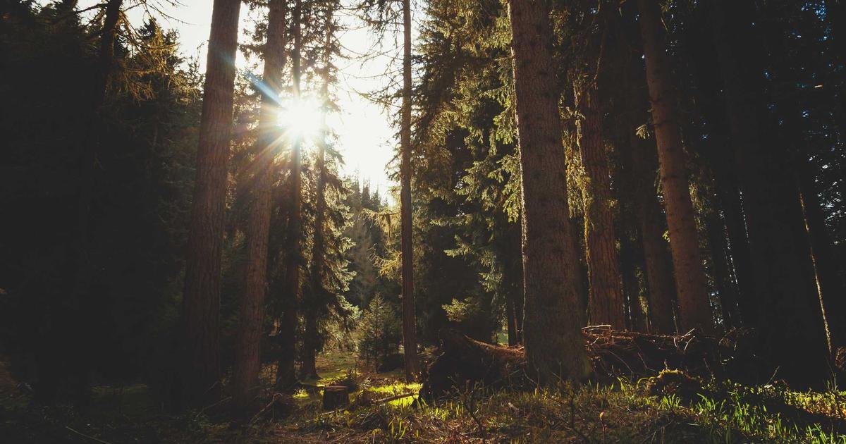 شوارز من ريبل: لا تأثير مباشر لمشاريع XRPL على سعر XRP، لكن…