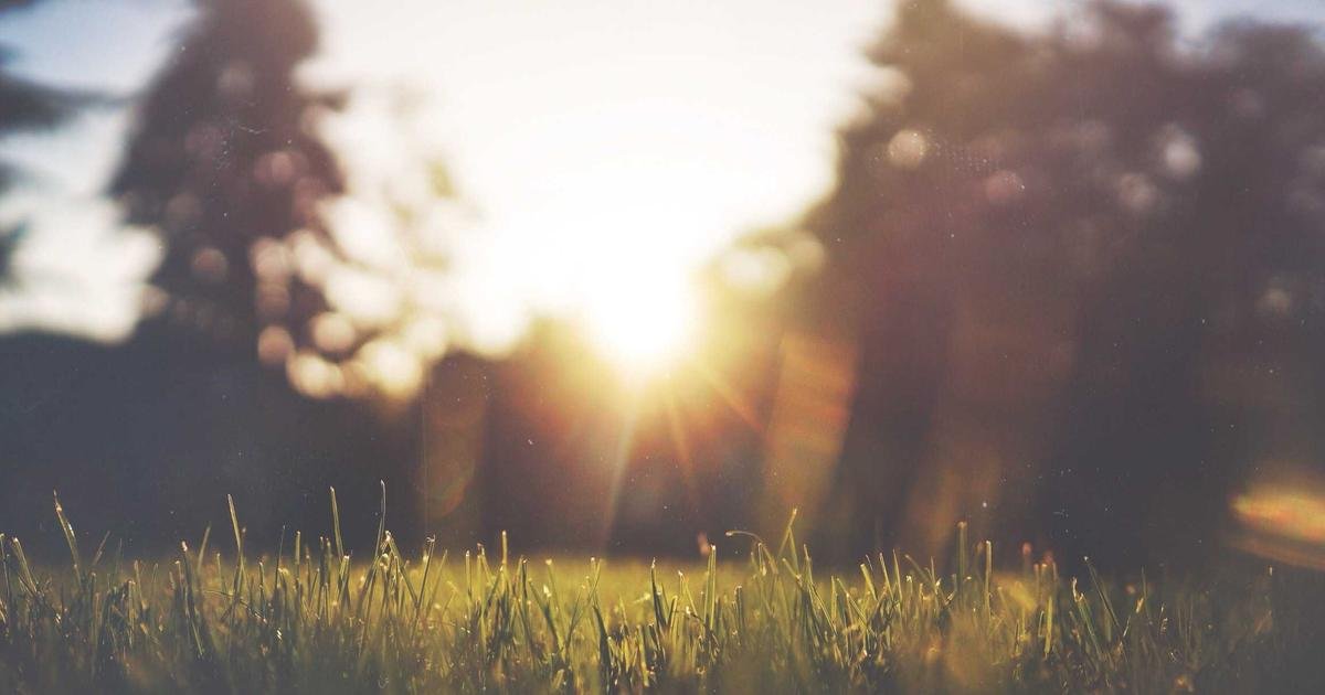 شيبا إينو على أعتاب قفزة محتملة: هل تعود للمستويات التاريخية؟